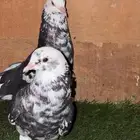 زوج فطيفي طقم