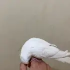 كروان هدد متكلم