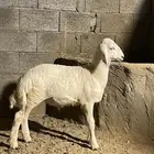 طلي حري مشروع فحل