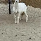 رخل بيشه