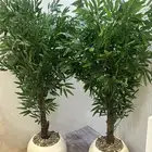 شجر صناعي بجذع طبيعي