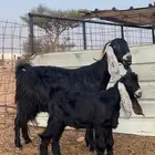 عنز عارضيه طيبه دافع معها واحد