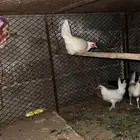 دجاج للبيع وديكه