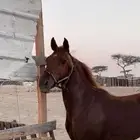فرس شعبية