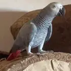 انثاء كاسكو اليفه ومتكلمه وهدد مزاجي.