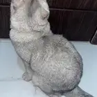 قط ذكر للبيع