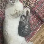 قطط تبني