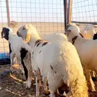 ذبايح ثلاجه