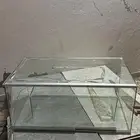 قزازة عرض ( حلى - تحف )