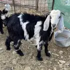تيوس للبيع