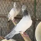 حمام زاجل ايس منتج