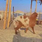 نعيم سواكن برابر فل شحم