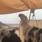 طلي فحل