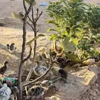 صوص دجاج تركي