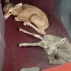 مواليد عفري تيس