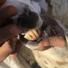 نعجه حايل