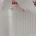 روز البينو