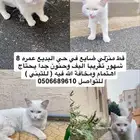 قط للتبني