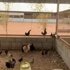 دجاج عربي بلدي و كويتي هزاز