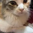 قطة بلديه والام شيرازيه لتبني