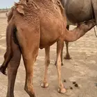 قعود للبيع