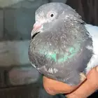 ذكر بكستاني تيدي مشروط صحه طيران بند عالي جدا  مشروط ومنتج