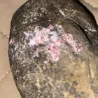حجر الزئبق الاحمر