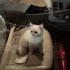 قطه للبيع