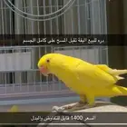 دره لاتينو أليفة للبيع