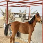 مهره شعبية