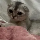 قطط كيتن سكوتش فولد للبيع