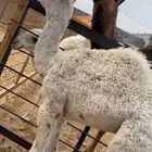 قعود حوار