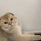 قط سكوتش فولد قولد