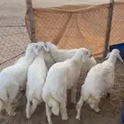 طليان للبيع