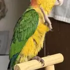 فرخ كايك وايت بيلي اليف ولعوووب جدا  ماشاءالله تبارك الرحمن