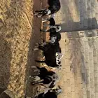 غنم نجد متابيع