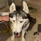 كلب هاسكي العمر 8 اشهور.