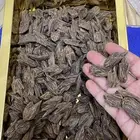 مزاد على عود دقة كلمنتان محسن لايفوتك