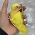 روز اليف جدا جدا