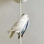 زوجين روز للبيع
