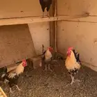 اربع ديكه