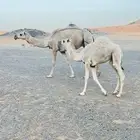 السلام عليكم للبيع عشرا