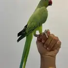 دره متكلم