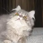 قط بيكي فيس لتبني