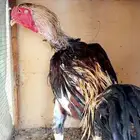 للبيع دجاجه وديك جاوي اصل