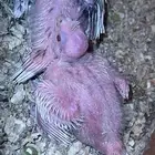 للبيع فروخ كروان هولندي بايد والبينو