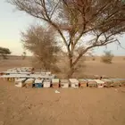 عسل الطلح