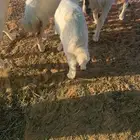هرافى بهم