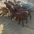 معزا دهم