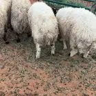 5طليان نعيم جبره عمارها7 شهور